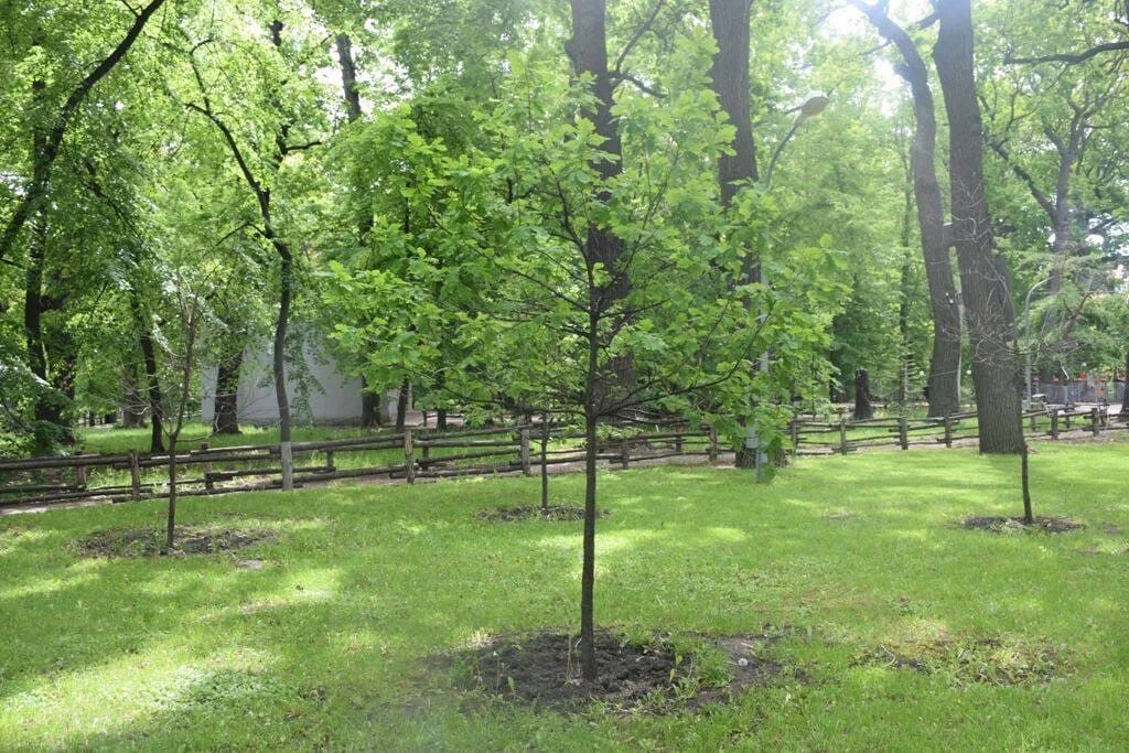 Дубы городского парка