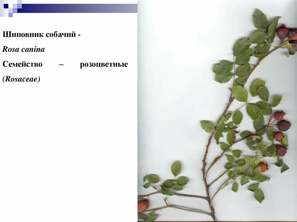 Шиповник гербарий. Семейство Розоцветные гербарий. Шиповник собачий описание.