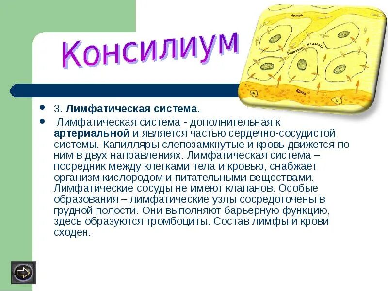 Роль посредника между кровью и клеткой тела. Взаимосвязь крови лимфы и тканевой жидкости. Взаимосвязь крови, лимфы и межклеточной жидкости. Кровь иммунитет. Образование тканевой жидкости и лимфы.