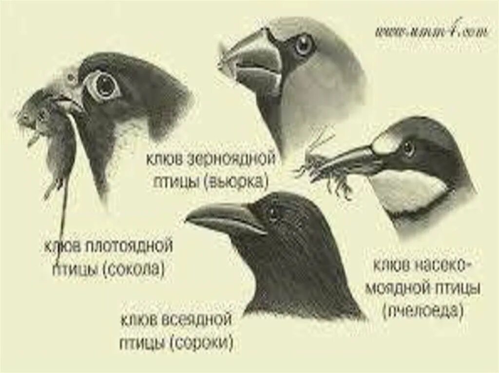 Какие представители у птиц. Клювы птиц. Строение клюва. Клювы птиц и среда. Строение клюва птицы.