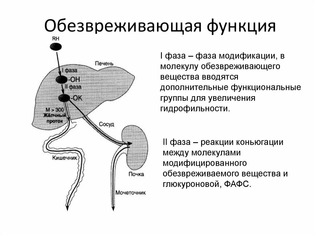 Какие вещества в печени