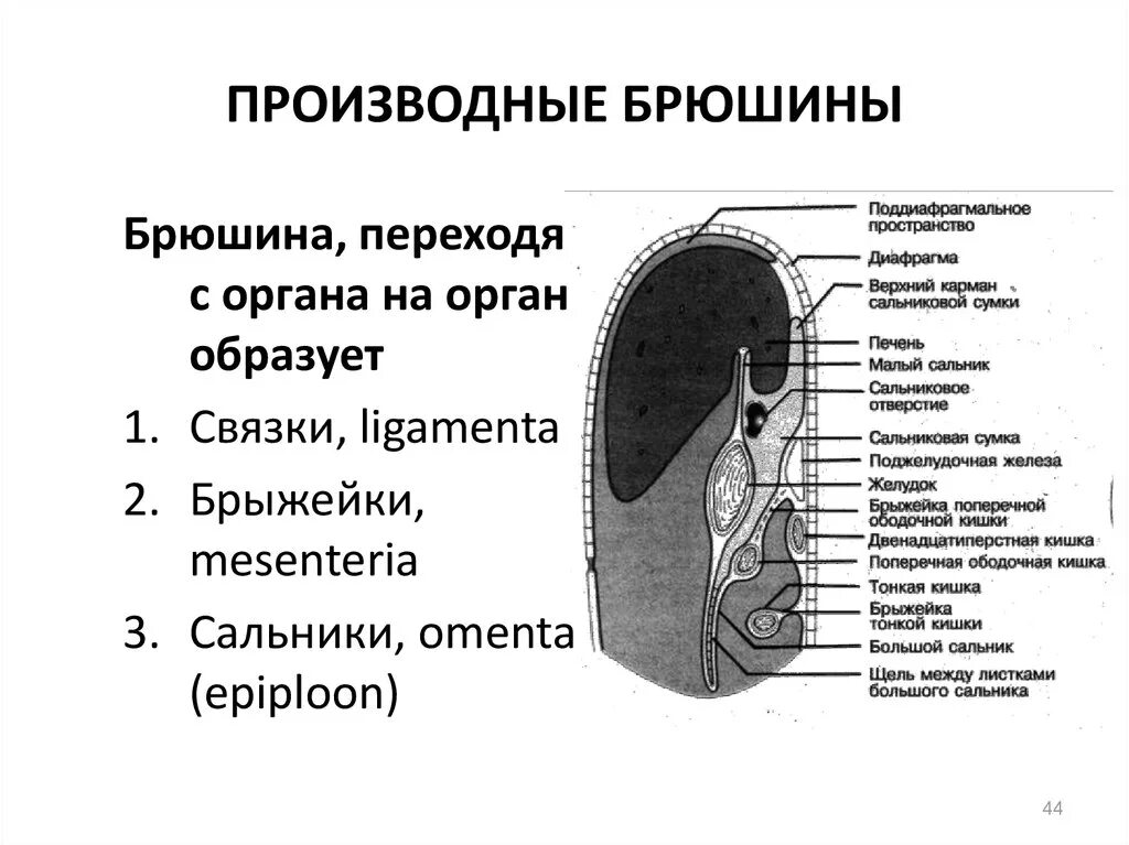 Разобщение листков брюшины. Производные полости брюшины. связки брюшины схема.