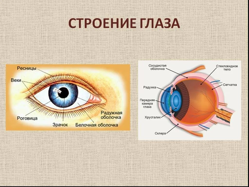 Наружный глаз это. Строение зрительного анализатора глазное яблоко. Наружное строение глаза. Веко строение века. Строение глаза роговица радужка.