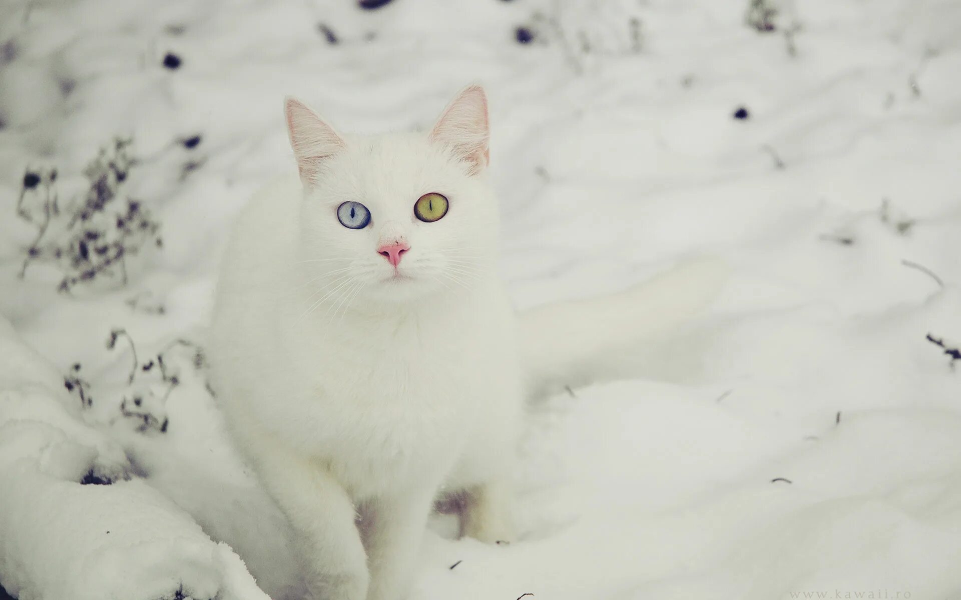 Аляскинский Сноу Кэт. Кот в снегу. Снежные коты. Белый кот на снегу. Включи видео снежная