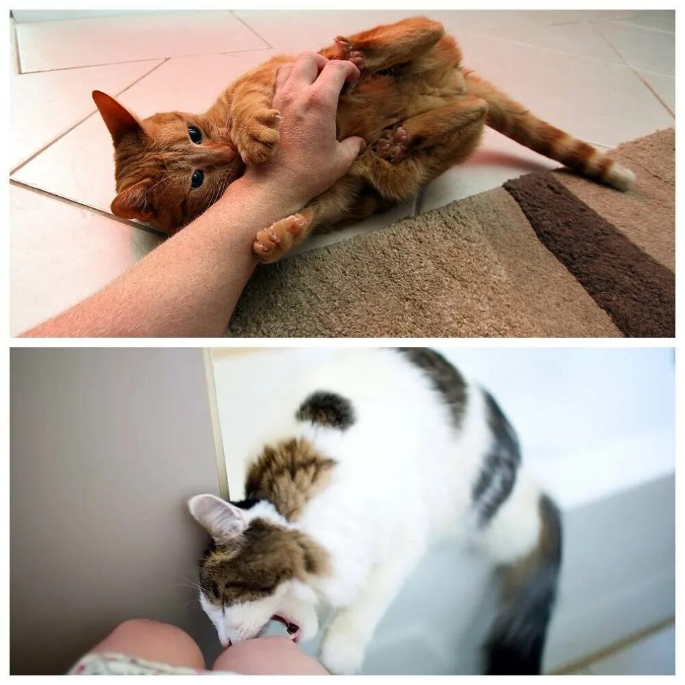 Почему котенок кусается и царапается и нападает. Котик кусается и царапается. маленький котенок кусается. котята кусаются играются.