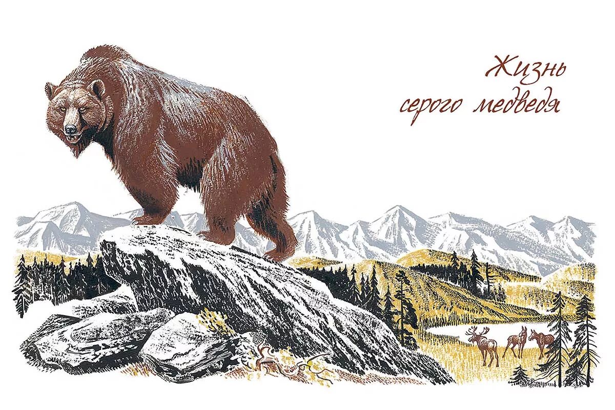 томпсон жизнь серого медведя. томпсон жизнь серого медведя. жизнь серого медведя книга. жизнь серого медведя сетон томпсон. эрнест сетон-томпсон жизнь серого медведя.