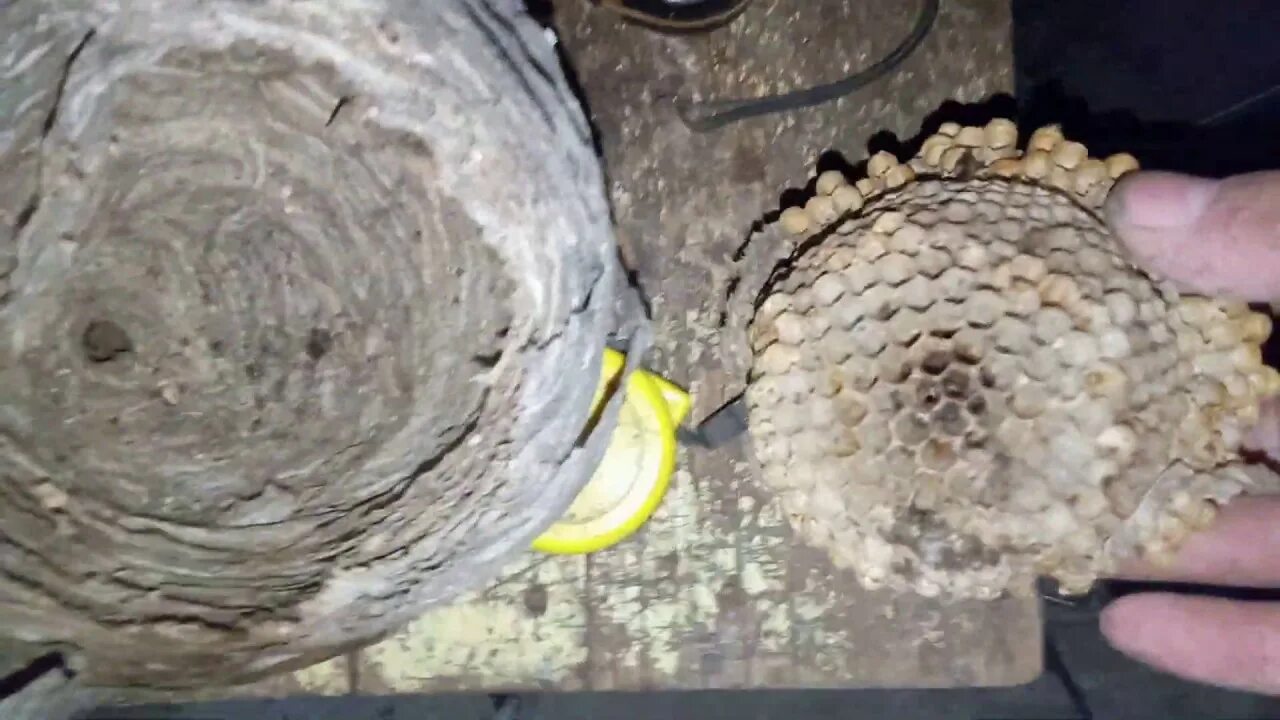 Осиные гнезда видео