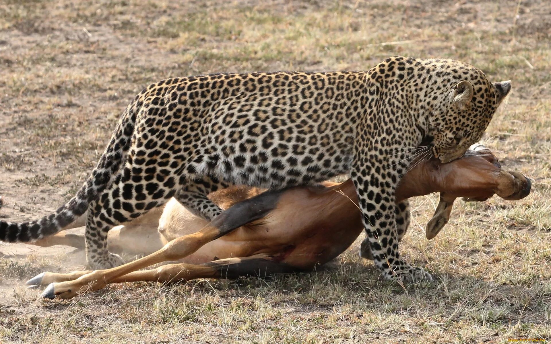 Ягуар догоняет антилопу. Леопард охотится на антилопу. Гепард охотится. Суперхищники гепард.