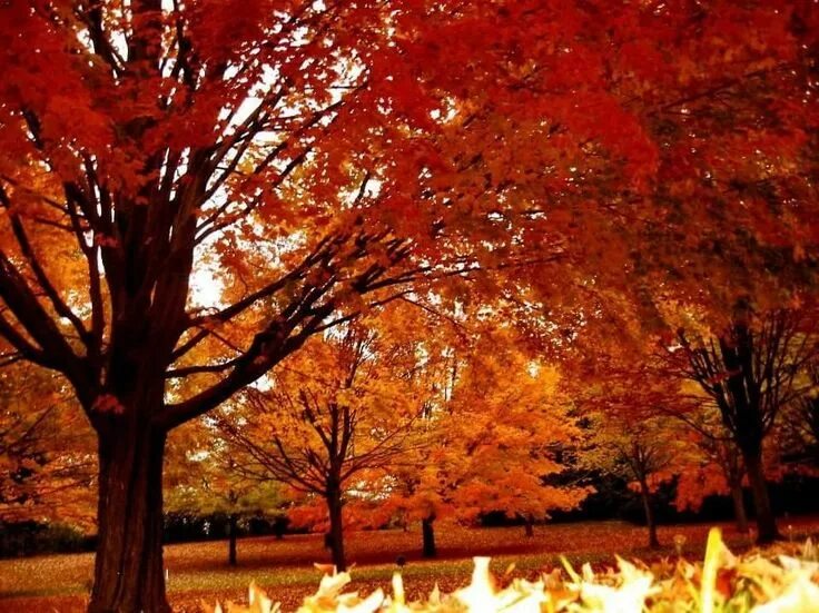 Is a fall. The autumn leaves falling trees. fall is.