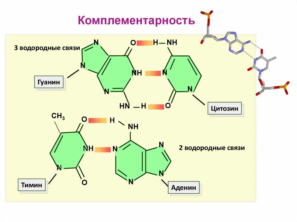 Водородные между азотистыми основаниями. Тимин аденин гуанин комплементарность. Комплементарность нуклеотидов аденин гуанин Тимин. Комплементарность аденина и Тимина. Аденин гуанин цитозин Тимин водородные связи.