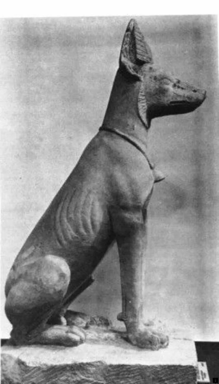 Древнейшая порода. Басенджи фараоны. Басенджи в древнем Египте. Египетская собака басенджи. Древнеегипетская собака басенджи.