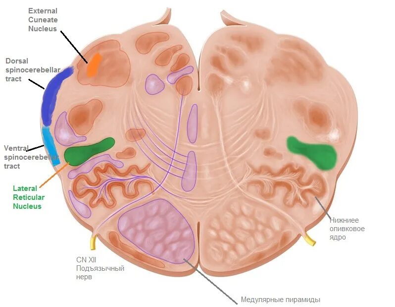 Nucleus structure. Nucleus structure. Nucleus band. Nucleus accumbens в головном мозге. Nucleus membrane.