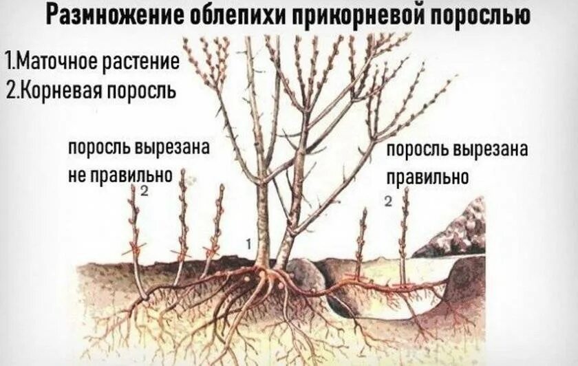 Корневая вишни. Размножение корневыми отпрысками. Облепиха размножение корневыми отпрысками. Черенки корневая поросль черенки. Размножение корневой порослью.