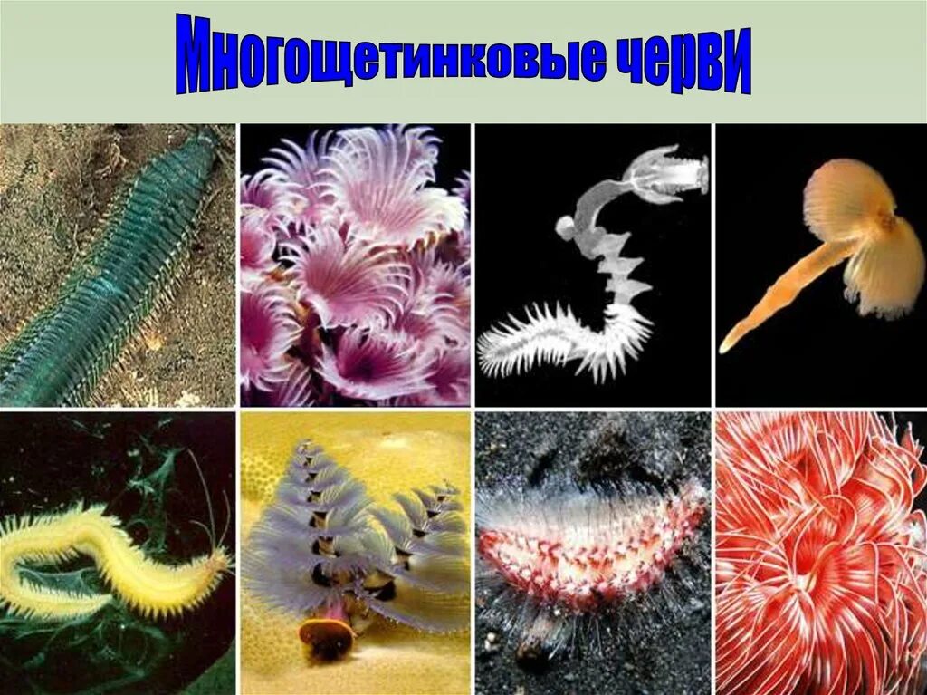 От каких животных произошли кольчатые черви моллюски. Многощетинковые кольчатые черви. Морские многощетинковые кольчатые черви. Многощетинковые кольчатые черви представители. Представители многощетинковых червей.