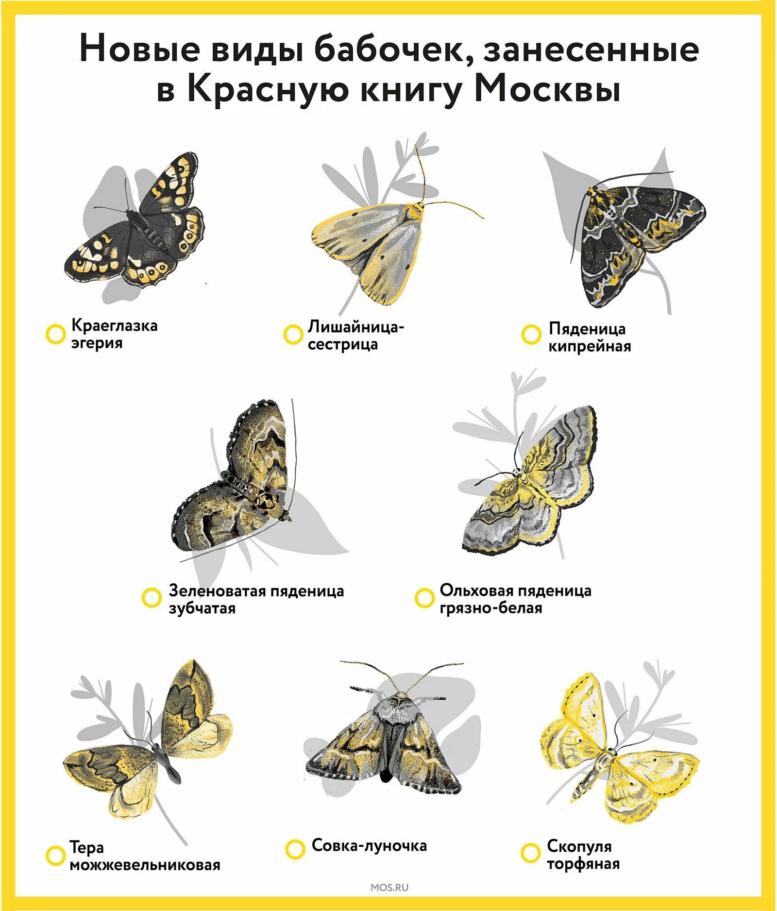 Бабочки занесенные в красную книгу. Название бабочек. Редкие виды бабочек. Бабочки занесенные в красную книгу России.