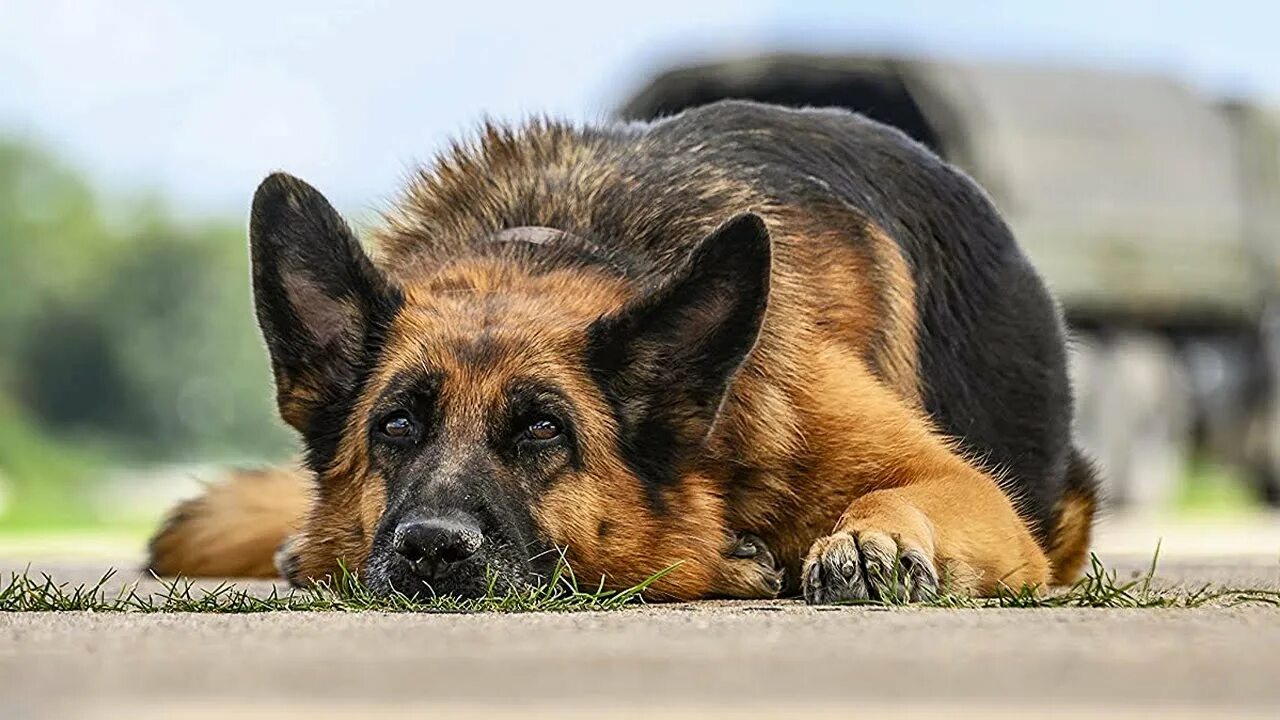 Лили овчарка пальма. Фильм пальма про собаку. Пальма собака реальная история. Внуково 1974 собака. Владимир ильин пальма.
