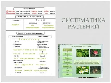 Род растений в биологии