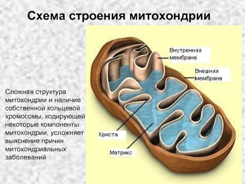 Кольцевая хромосома в митохондриях. Строение матрикса митохондрий. Схема строения митохондрии. Строение митохондрии. Митохондрия схема.