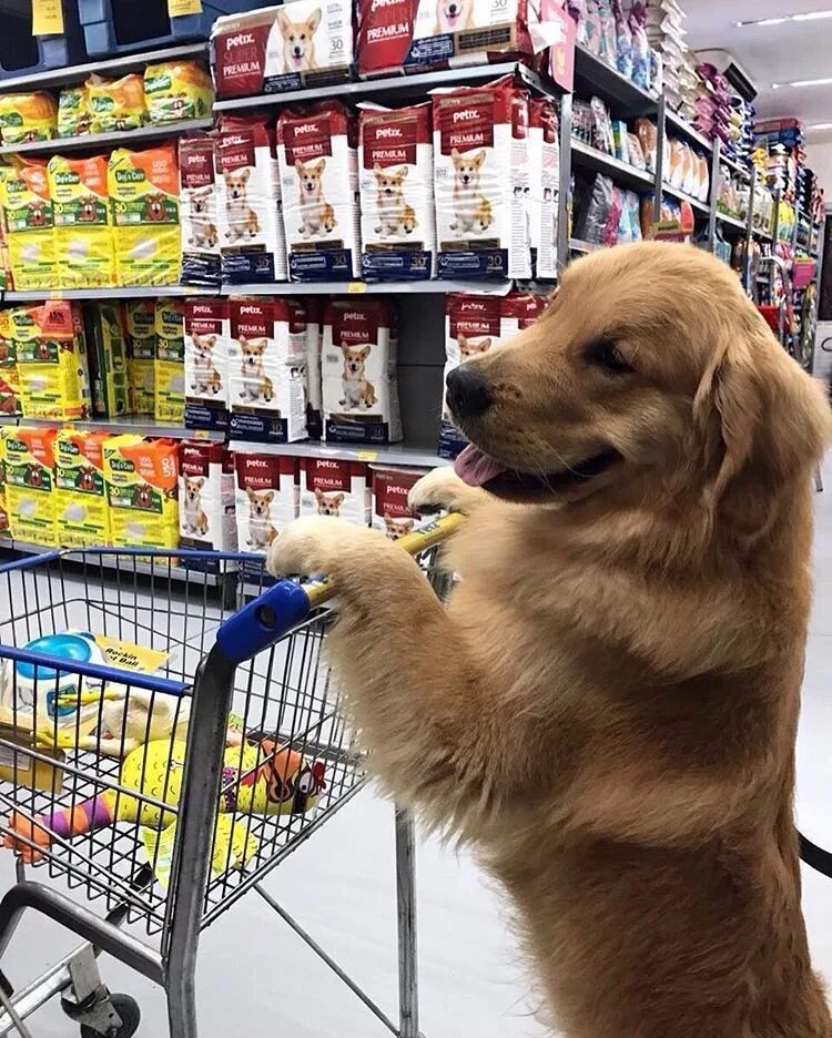 Зоотовары для животных. Зоомагазин товары для животных. Домашние питомцы зоомагазин. Зоомагазин. Товары для животных.