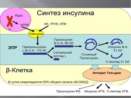Под действие инсулина