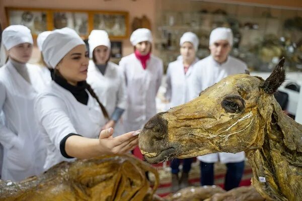 Ветеринарное образование. Ветеринария и жизнь. Ветеринария в России. Что нужно на ветеринара после 9