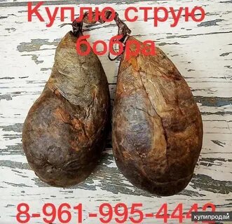 Бобровая струя что это простыми