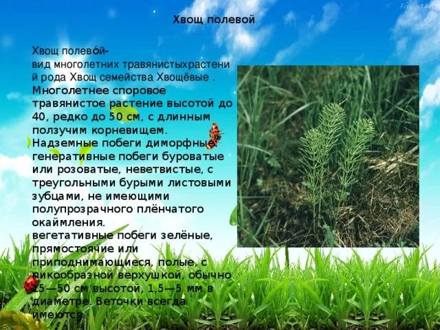Трава хвощ для чего применяется. Хвощ полевой многолетнее травянистое растение. хвощ полевой характеристика.