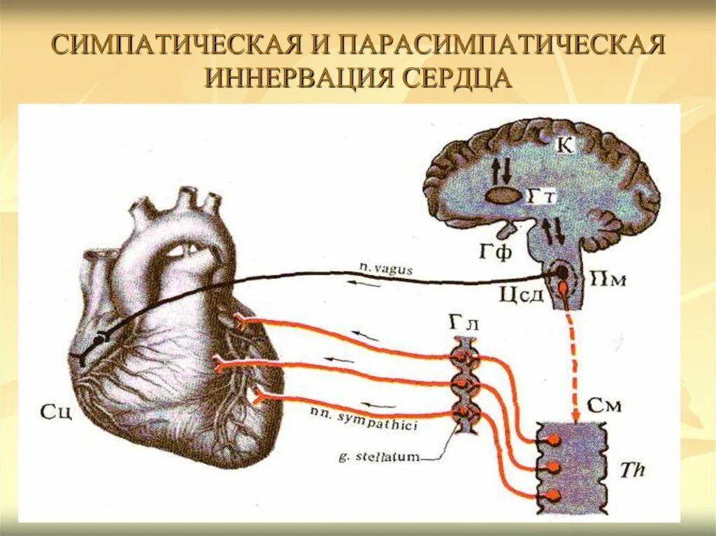 Блуждающий нерв иннервация сердца схема. Схема парасимпатической и симпатической иннервации сердца.. Симпатическая иннервация сердца схема. Парасимпатическая иннервация сердца физиология. Парасимпатическая иннервация сердца