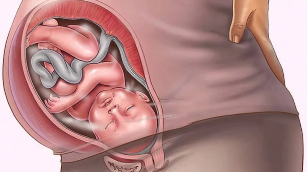 Утро ребенка. Ребенок какает у мамы в животе. Писает в утробе. Младенец в утробе матери. Писает в утробе.