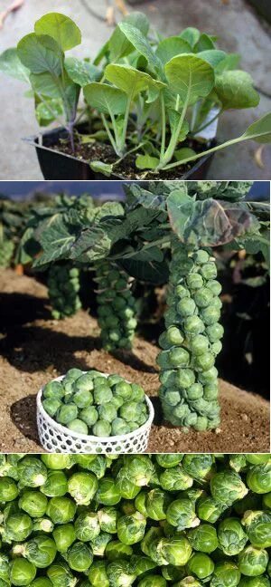 Rosenkohl anbauen Fall garden vegetables, Backyard vegetable gardens, Veggie gar