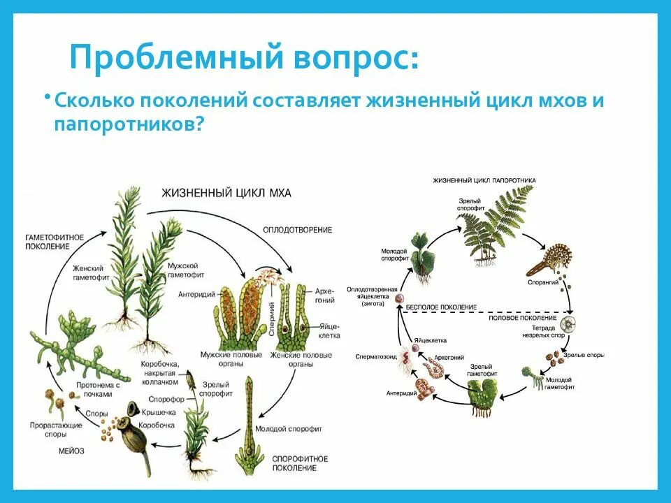 Объясните значение спор в жизненном цикле мхов. Размножение мхов цикл развития. цикл размножения мхов и папоротников. цикл размножения мхов егэ. циклы развития высших споровых растений.