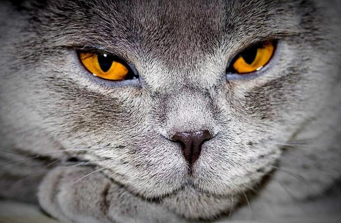 Кошкин х