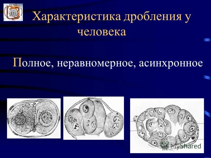 особенности стадии дробления. характеристика дробления. характеристика дробления. особенности дробления. полное неравномерное асинхронное дробление характерно для.