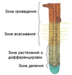 На верхушке корня какая ткань