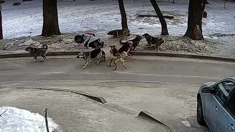 Постоянно нападают