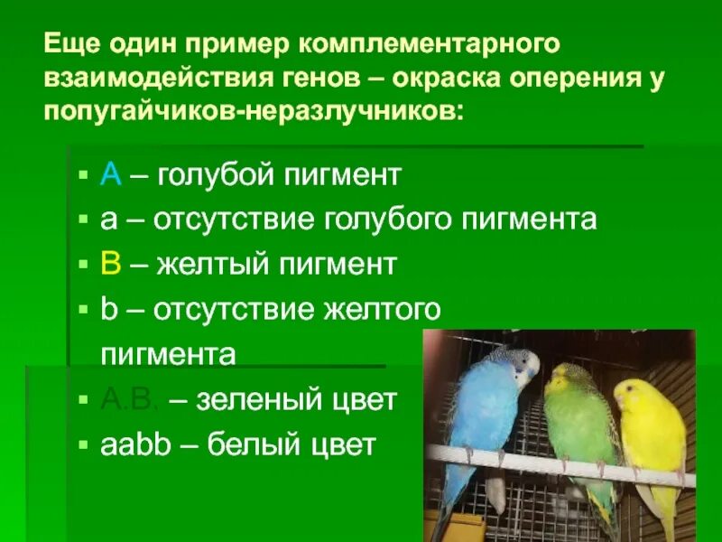 Взаимодействие генов. Комплементарность попугаи. Комплементарное взаимодействие примеры. Примеры взаимодействия генов.