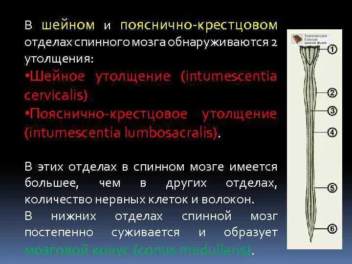 Шейное утолщение спинного мозга. Пояснично-крестцовое утолщение спинного мозга. Шейное утолщение и пояснично-крестцовое.