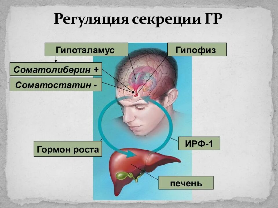 Гипофиз что это такое симптомы. Гипоталамус и гипофиз расположение. гормоны гипоталамуса и гипофиза. нарушения гипоталамуса заболевания. гипофиз гормоны соматотропин.