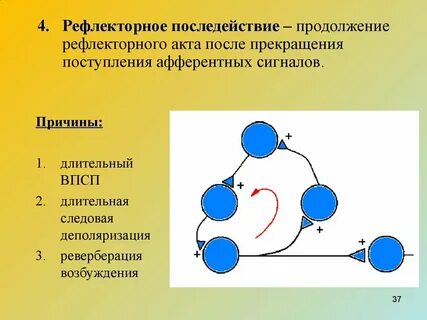 Рефлекторное возбуждение