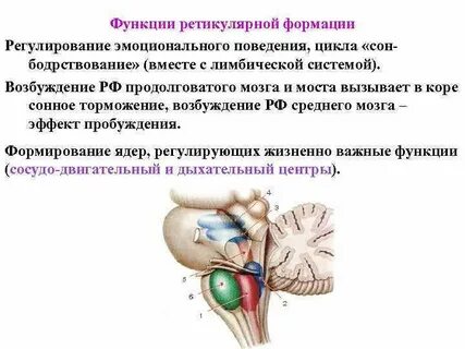 Возбужденные ядра