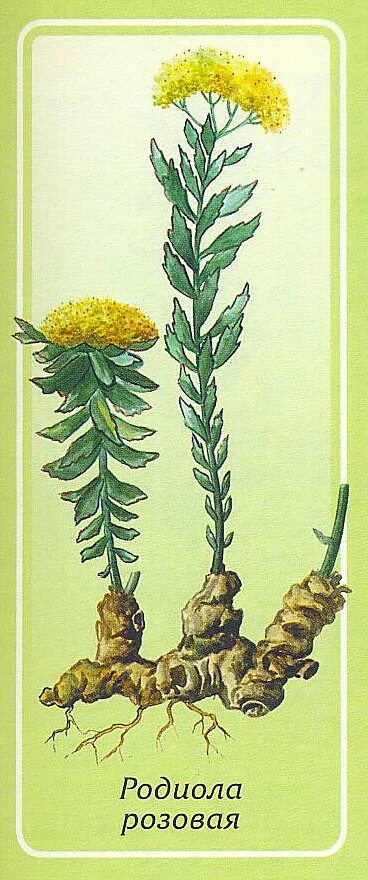 родиола розовая фармакогнозия. корневища родиолы розовой. родиола розовая ростки. золотой корень родиола корни. корневище и корни родиолы.