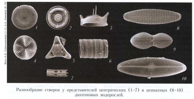 Пеннатные диатомовые водоросли. Раковины диатомовых водорослей. Класс диатомовые водоросли. Центрические диатомеи представители.