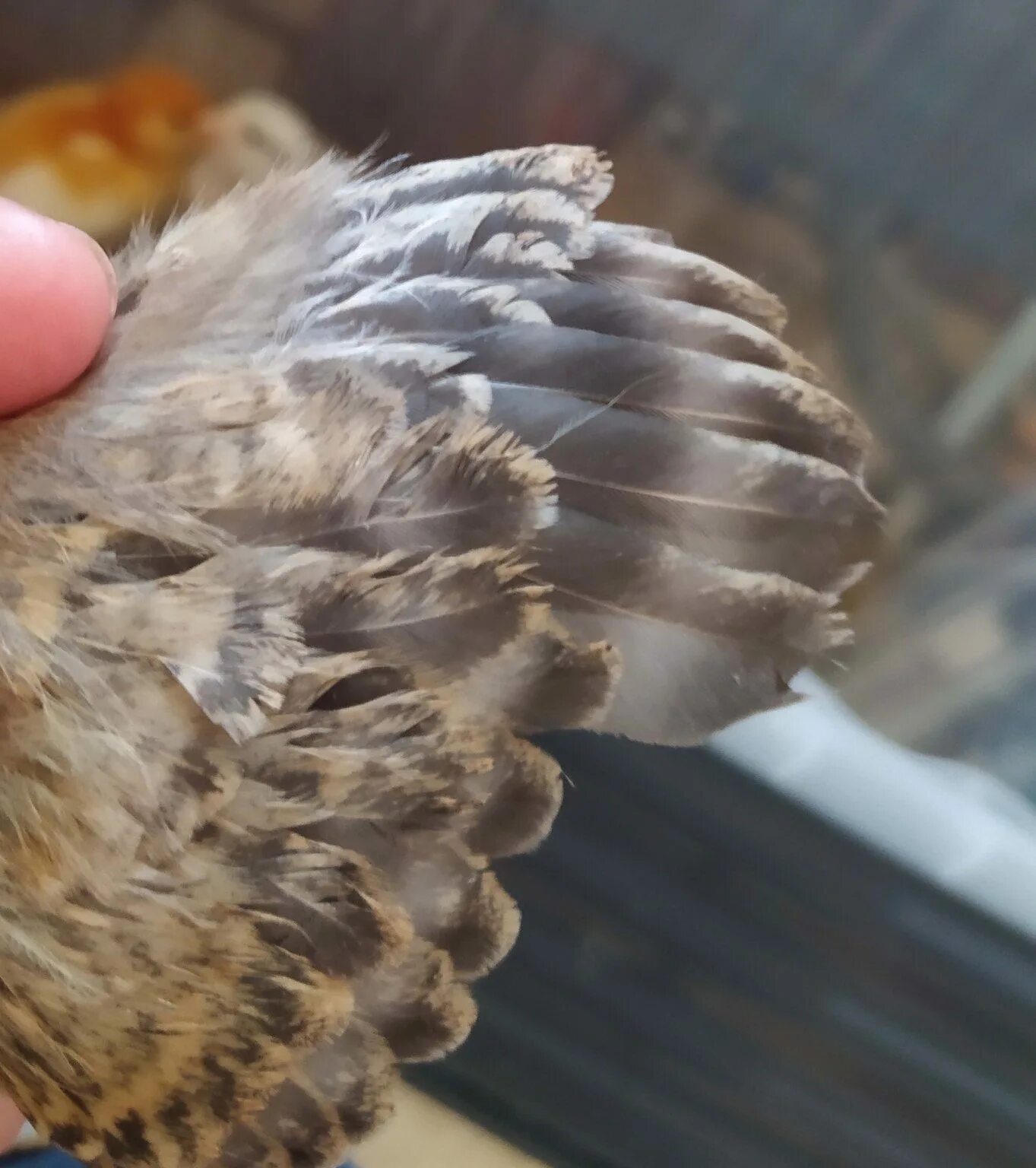 Определение пола цыплят. Пол цыпленка. Как определить цыпленком курицу. Птенец курицы. Отличить курочку от петушка в 1 месяц.