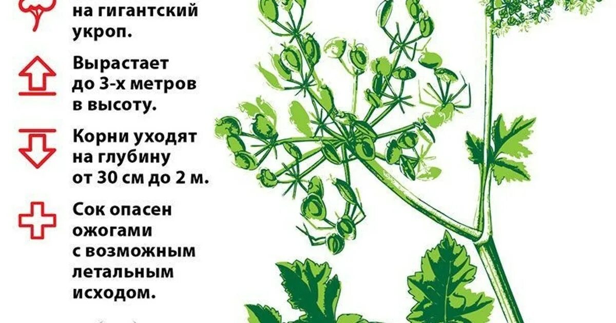 Ядовитый борщевик сосновского. Борщевик сосновского опасность для человека. Борщевик описание растения. – борщевик сосновского. Борщевик сосновского ядовитое растение.