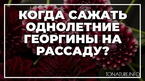 Когда сеять однолетние георгины на рассаду
