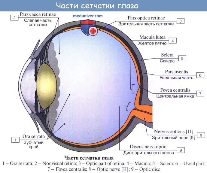 Строение оболочек глазного яблока. Внутренняя оболочка сетчатка строение. Строение глаза сетчатка глаза. Схема строения сетчатки глаза.