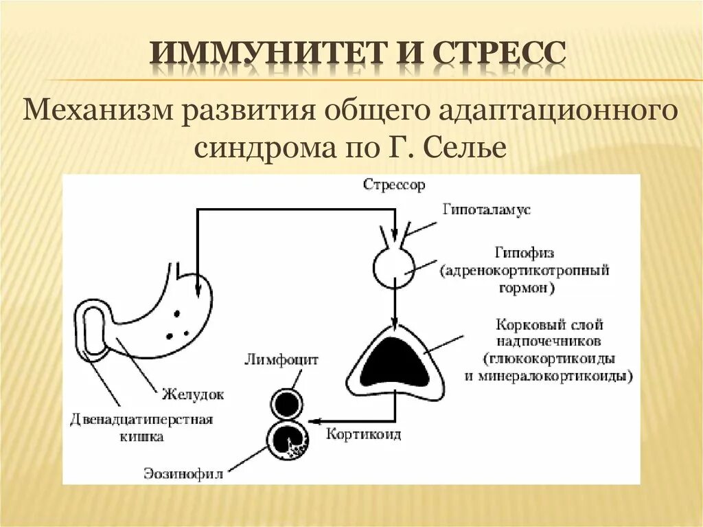 Механизмы развития адаптационного синдрома. Механизм развития общего адаптационного синдрома. Общий адаптационный синдром гормоны. Гормоны общего адаптационного синдрома стресса. Механизмы развития стресса