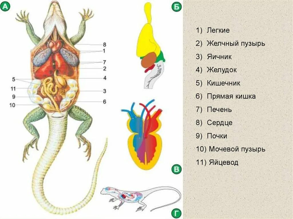 Внутреннее строение пресмыкающихся системы органов. Внутреннее строение пресмыкающихся ящерица. Строение ящерицы 7 класс биология. Пресмыкающиеся биология строение.