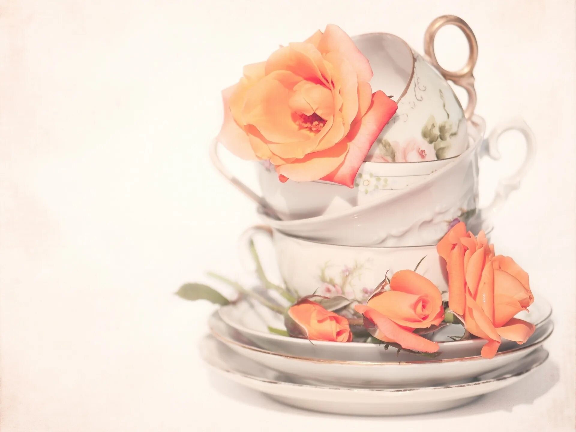 Красивые цветы в чашке. Цветы в кружке. Цветы в чайной чашке. Rose cup