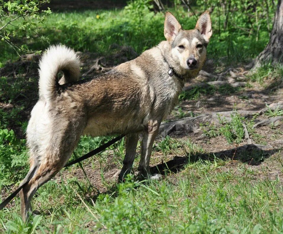 метис лайки